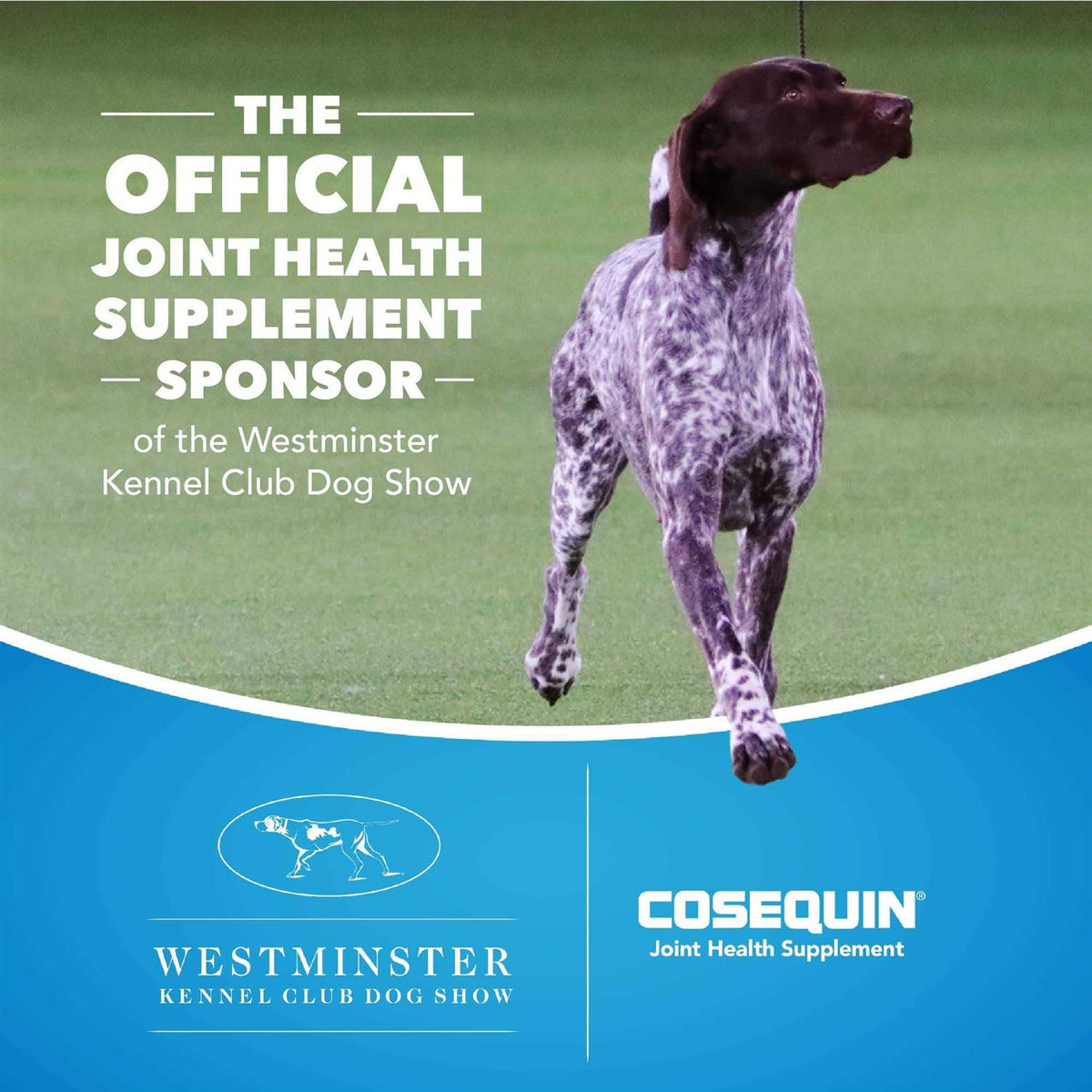 Chewable Tablets for Dogs K8996