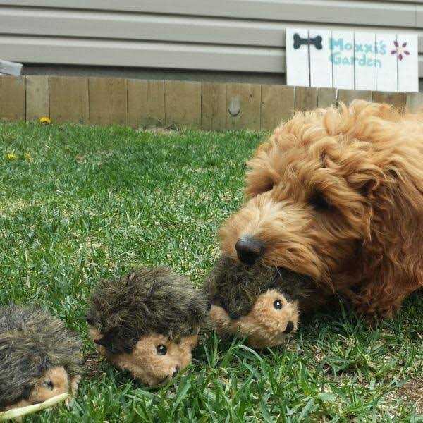 Miniz Dog Toys Hedgehogs S986264