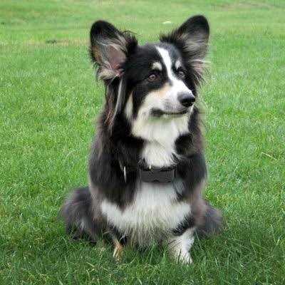 No Bark Collar N356