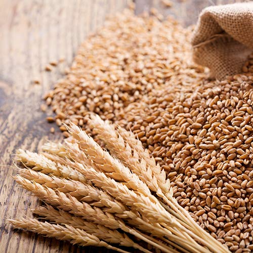 100% Organic Wheatgrass Seeds for Sprouting T280