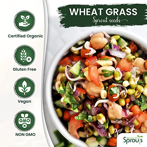 100% Organic Wheatgrass Seeds for Sprouting T280