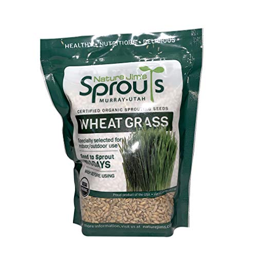 100% Organic Wheatgrass Seeds for Sprouting T280