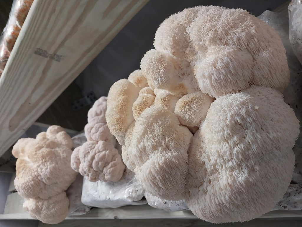 100 Lion's Mane Mushroom Plug Spawn B273764