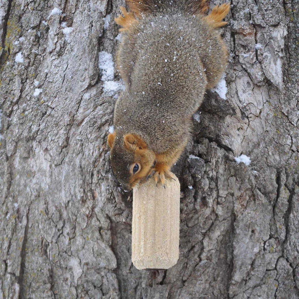 Corn Squirrelog Pet Supplies K998