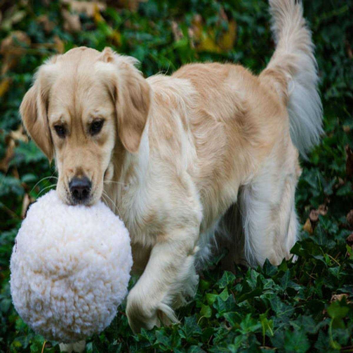 HuggleFleece Ball Dog Toy B8674