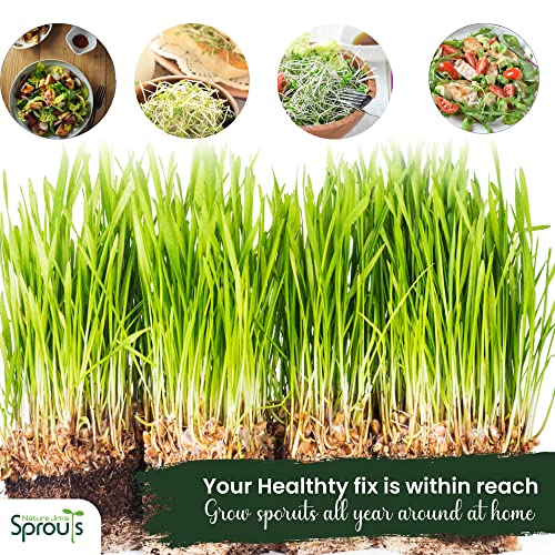 100% Organic Wheatgrass Seeds for Sprouting T280