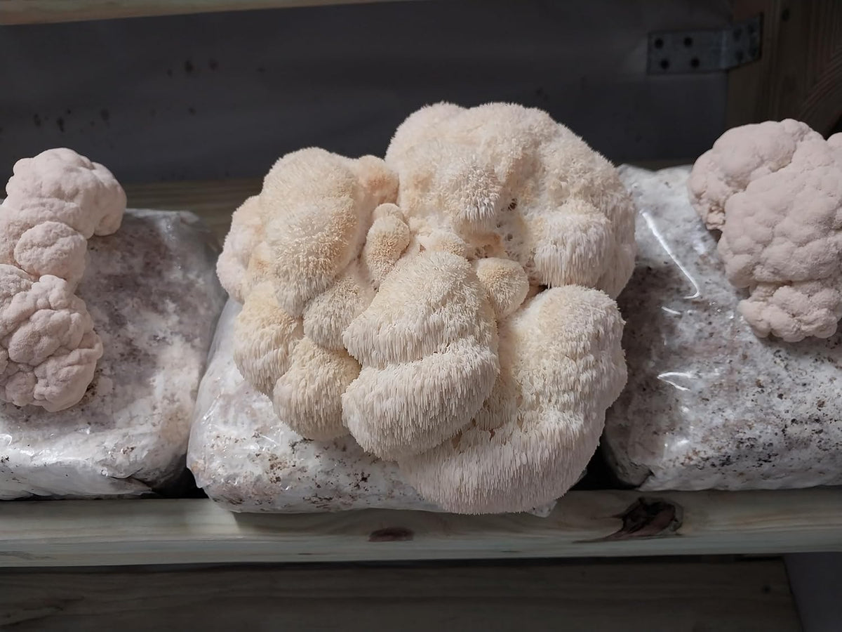 100 Lion's Mane Mushroom Plug Spawn B273764