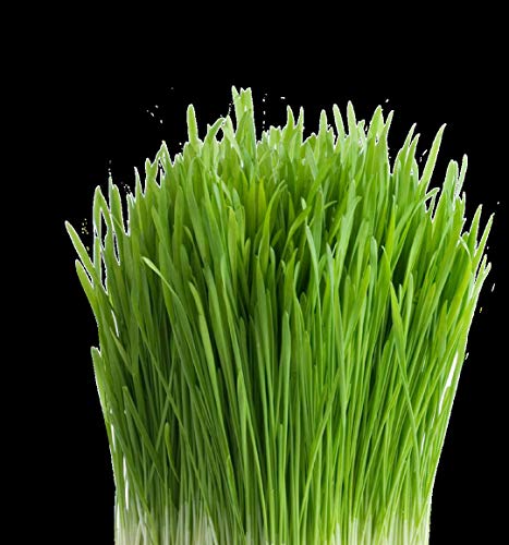100% Organic Wheatgrass Seeds for Sprouting T280