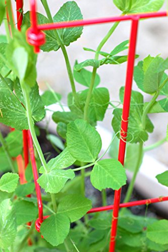 Expandable Pea Trellis, Powder-Coated Steel, 9'-3" L x 64" H E5285