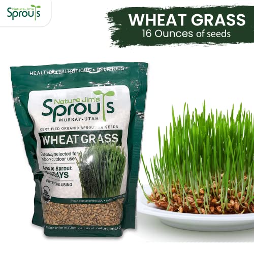 100% Organic Wheatgrass Seeds for Sprouting T280
