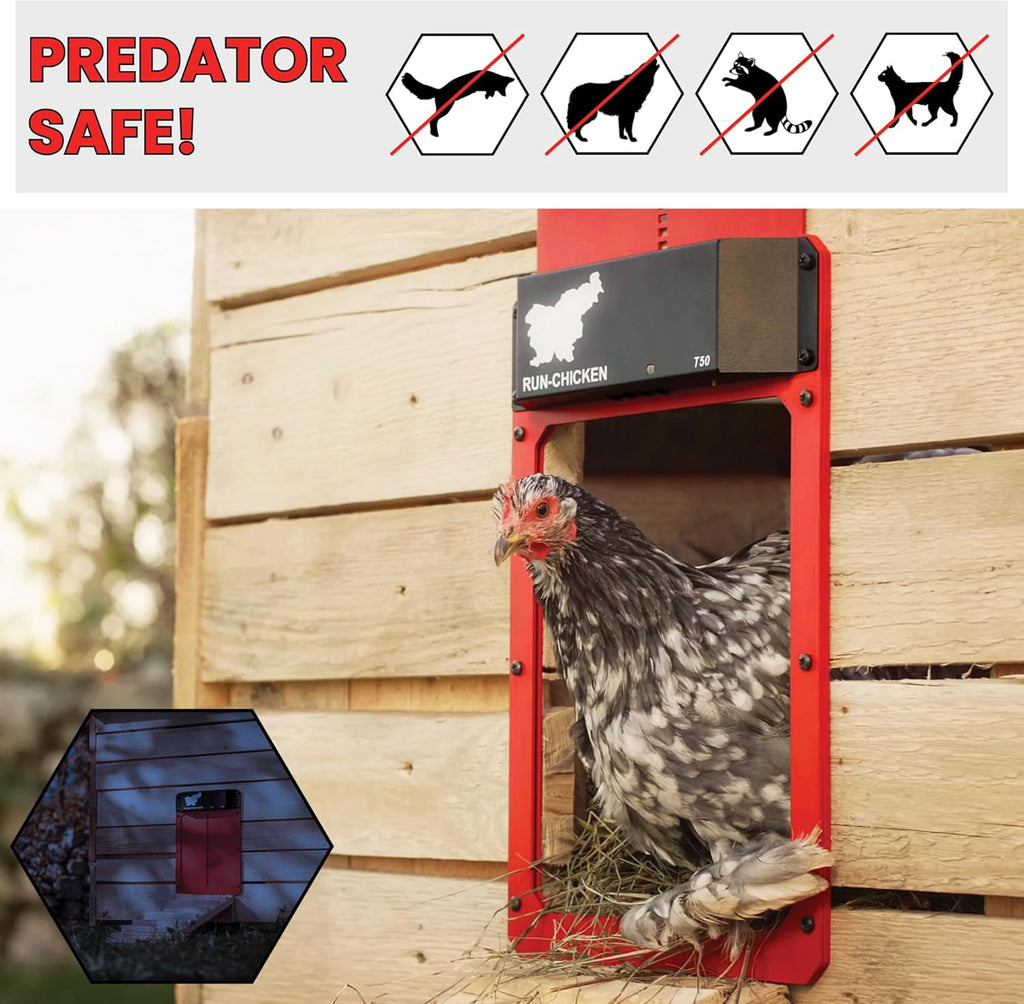 Red Chicken Door K718