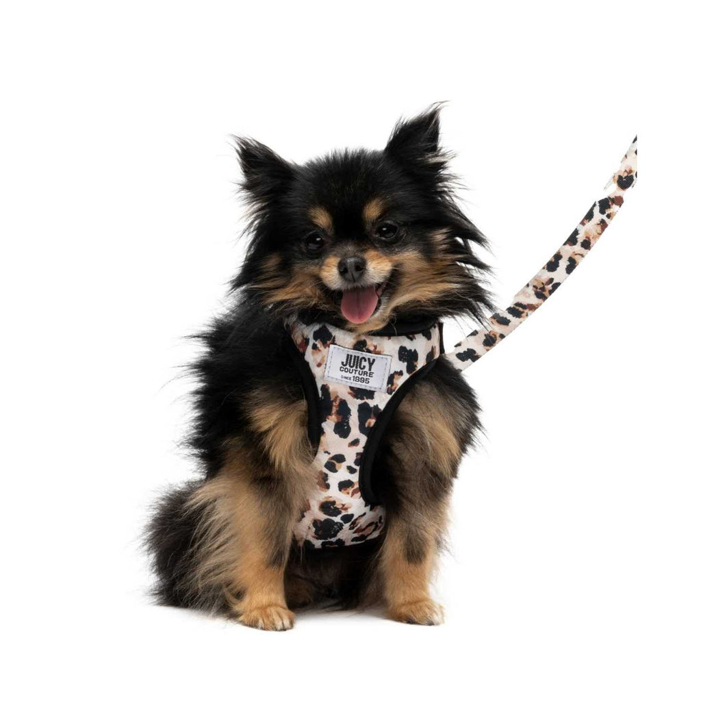 Harness & Leash Set Y773