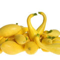 1,000 Seeds Squash I585