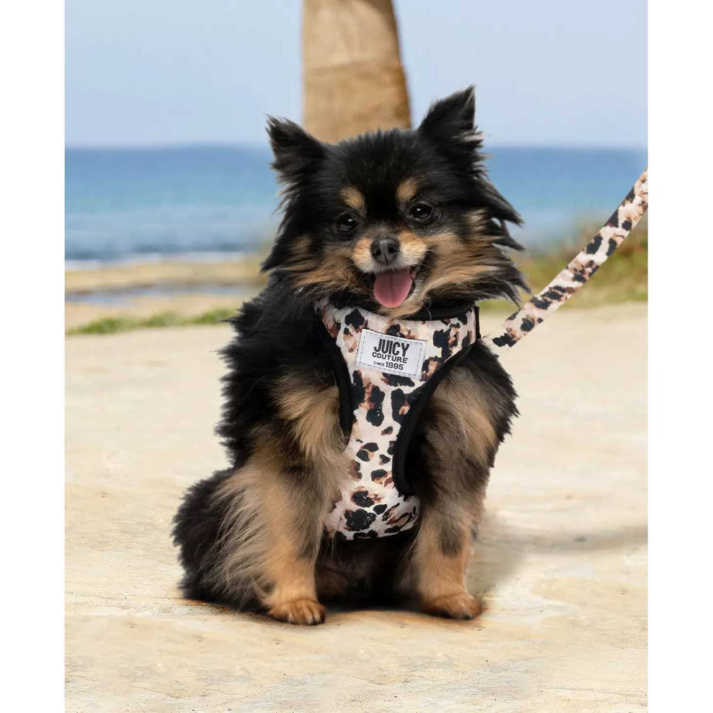 Harness & Leash Set Y773
