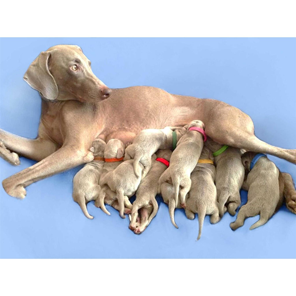 Puppy ID Bands L78521