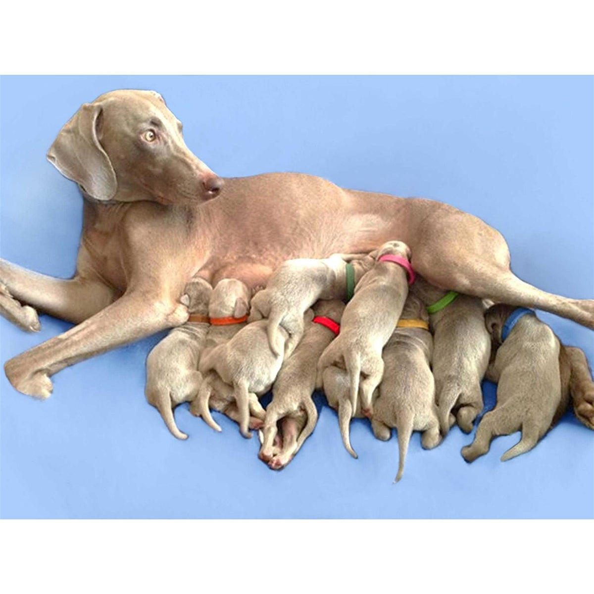 Puppy ID Bands L78521